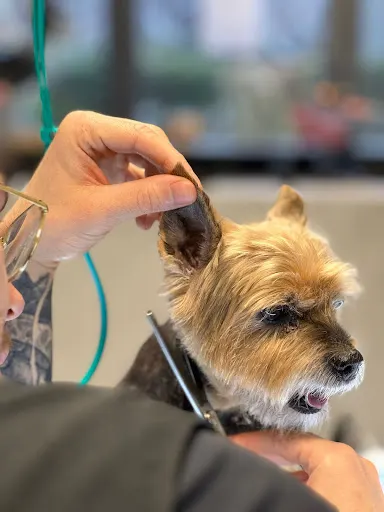 UnderDog Grooming i SPA dla psów